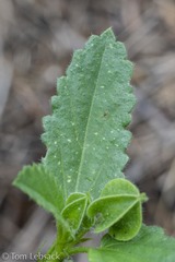 Rhynchosida physocalyx