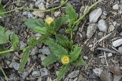 Rhynchosida physocalyx