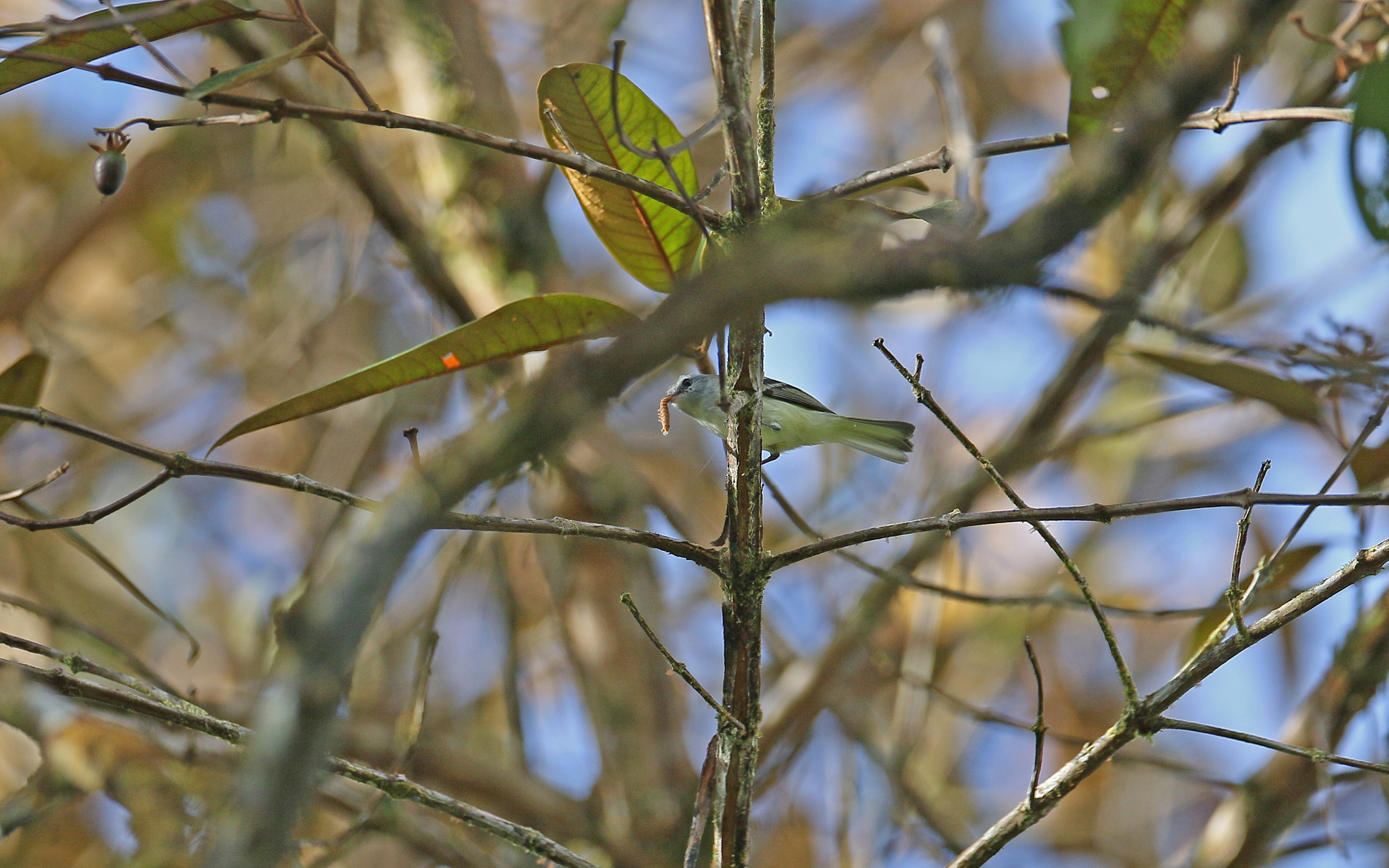 White-tailed Tyrannulet (Mecocerculus poecilocercus), photo 3