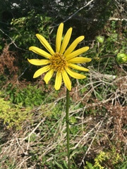 Silphium gracile
