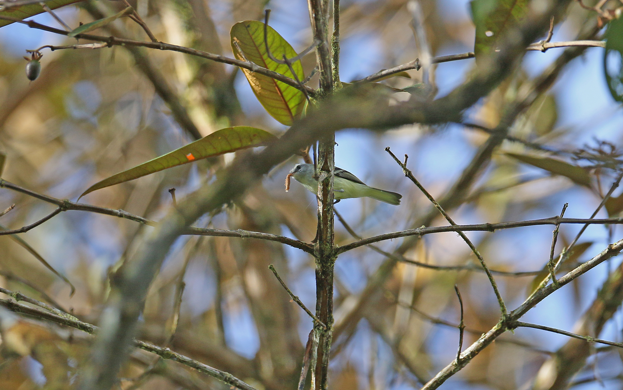 White-tailed Tyrannulet (Mecocerculus poecilocercus), photo 4