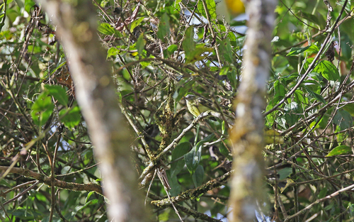 Sulphur-bellied Tyrannulet (Mecocerculus minor), photo 7