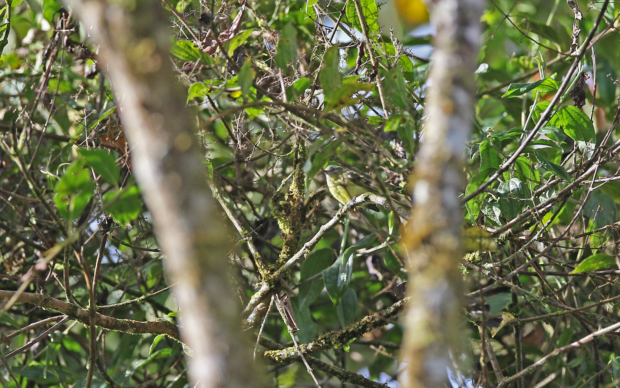 Sulphur-bellied Tyrannulet (Mecocerculus minor), photo 3