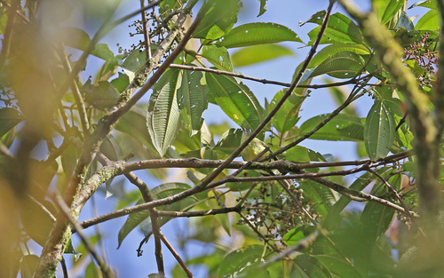 Sulphur-bellied Tyrannulet (Mecocerculus minor), photo 4
