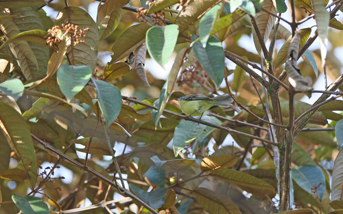 Sulphur-bellied Tyrannulet (Mecocerculus minor), photo 6