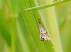 Glaucocharis dilatella