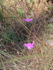 Agalinis plukenetii