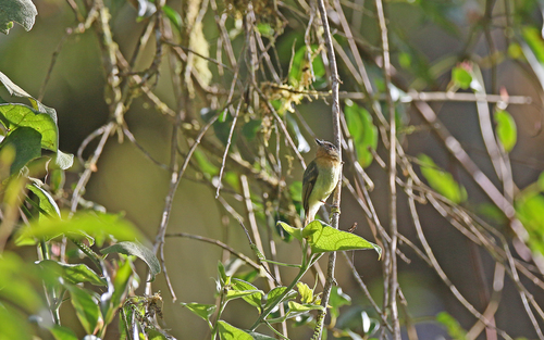 Handsome Flycatcher (Nephelomyias pulcher), photo 8