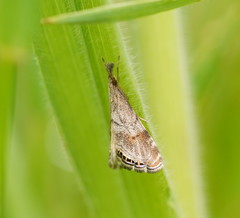 Glaucocharis dilatella