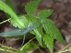 Mastighaphoides haffneri