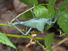 Mastighaphoides haffneri