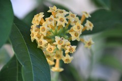 Cestrum aurantiacum