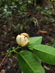 Annona glabra