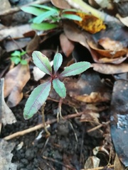 Margaritaria anomala