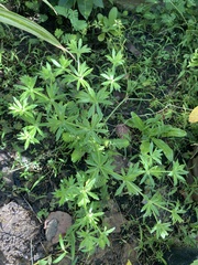 Eryngium foetidum