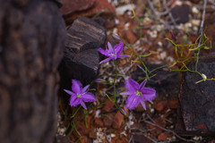 Thysanotus manglesianus