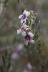 Prostanthera althoferi