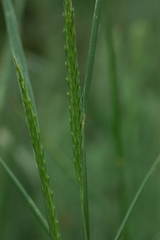 Agropyron fragile