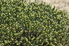 Anabasis salsa