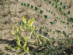 Astragalus flexus