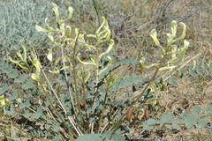 Astragalus flexus