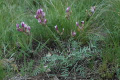 Astragalus macropus