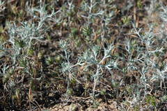 Ceratocarpus arenarius