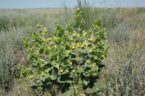 Ural Mountain Torchwort (Phlomoides uralensis)