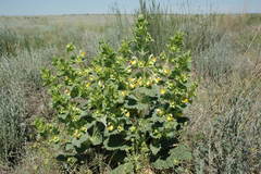 Phlomoides uralensis