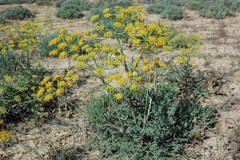Ferula nuda