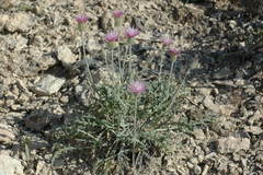 Jurinea persimilis