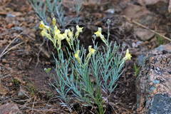 Linaria uralensis