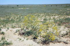 Prangos odontalgica
