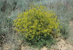 Prangos odontalgica