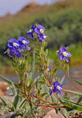 Veronica amoena