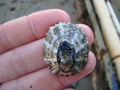 Cellana ornata
