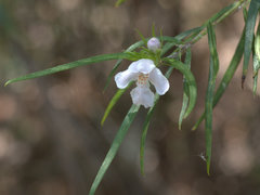 Westringia blakeana