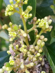 Cryptocarya triplinervis