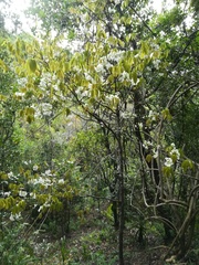 Ochna mauritiana