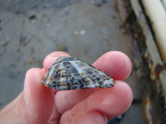 Cellana ornata