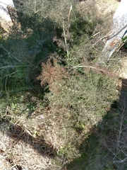 Foeniculum vulgare dulce