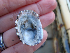 Cellana ornata