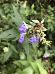 Salvia urolepis