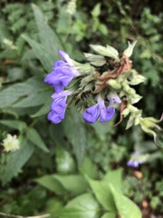 Salvia urolepis