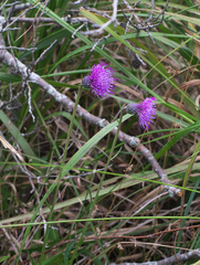Cirsium sieboldii