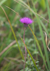 Cirsium sieboldii