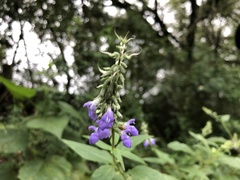 Salvia urolepis