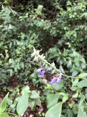 Salvia urolepis