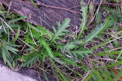 Cirsium sieboldii
