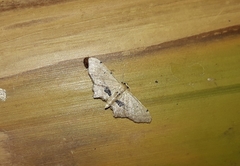 Idaea triangulata